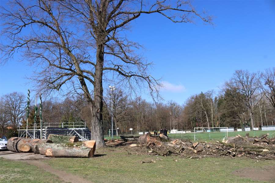 Hrastovi u Oroslavju 3