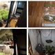 U laboratorijskim uvjetima uzgajao biljke konoplje tipa droga