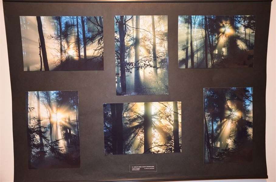 šuma okom šumara izložba.jpg