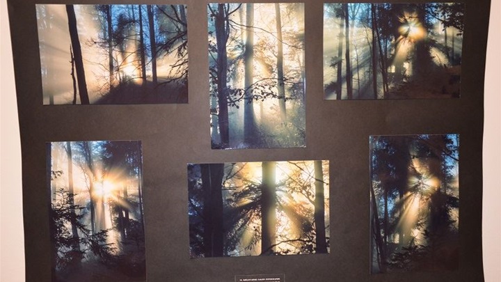 šuma okom šumara izložba.jpg