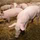 Zagorci odustaju od uzgoja svinja. Uzgajivači i veterinari otkrili su najčešće razloge