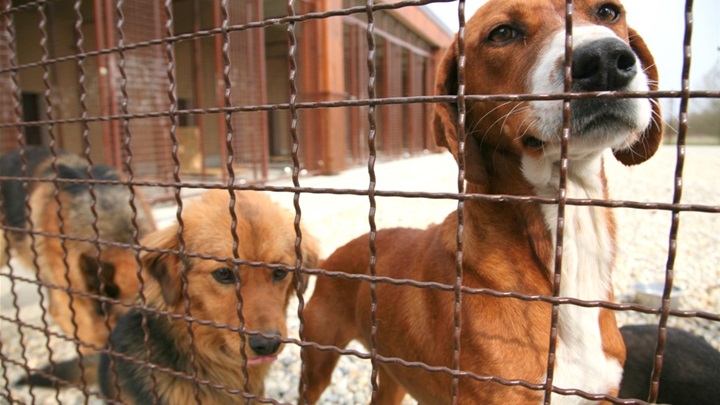 zaštita životinja.jpg