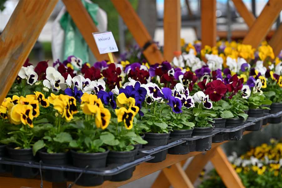 sesvete cijene (1).JPG