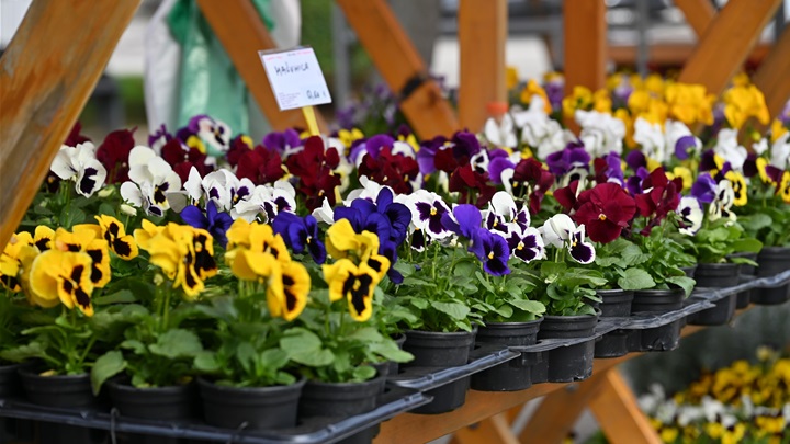 sesvete cijene (1).JPG