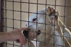 LUČ ZAGORJA: Sve veći broj prihvata pasa ne znači da prije nije bilo napuštenih životinja, nego da sve više ljudi shvaća da im treba pomoći