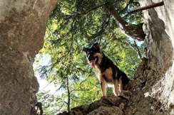 Svog psa Bobija neprestano traži još od Badnjaka, a osnovao je i grupu na FB kako bi pomogao vlasnicima s istim mukama