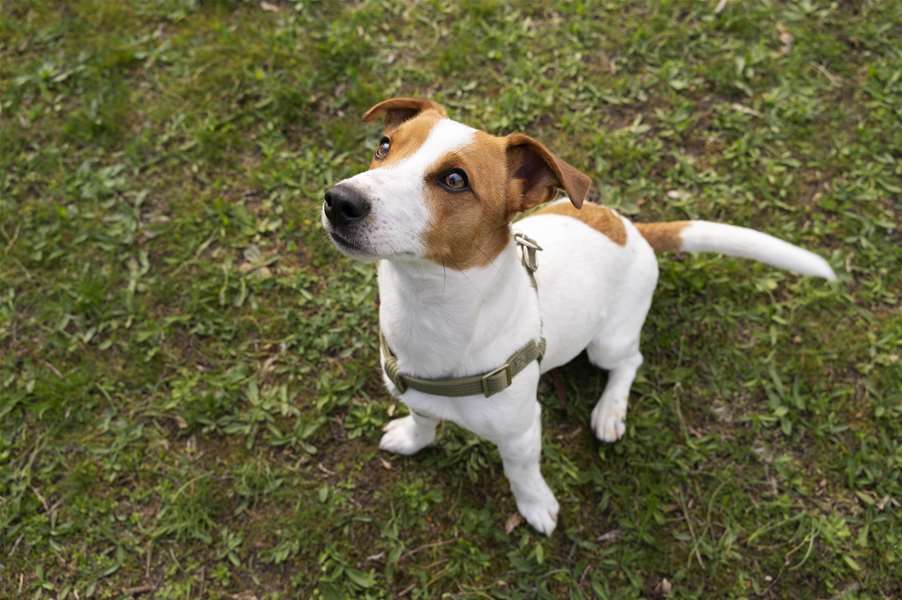 view-cute-dog-enjoying-time-nature-park.jpg