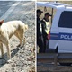 Pas skrivio nesreću u Dubrovčanu. Pružena mu je hitna pomoć. Vlasnik je kažnjen