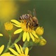 Obilježavanje svjetskog dana pčela u Varaždinu