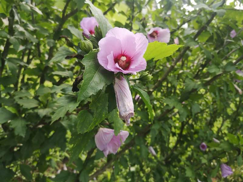 -hibiskus