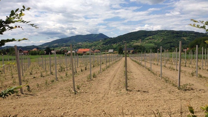 AK nova plantaza kupina.jpg