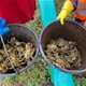 Sanacija crne točke za vodozemce: Od stradavanja je spašena 401 žaba