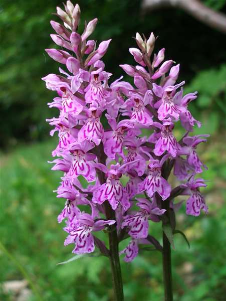 Fuchsov-kaćunak-Dactylorhiza-fuchsii-1.jpg