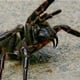 Pronađen najveći mužjak najotrovnijeg pauka na svijetu: 'Ovo je poput osvajanja jackpota'