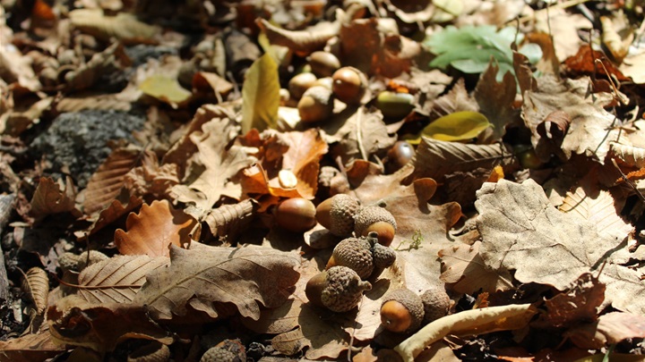 jesen prognoza (3).JPG