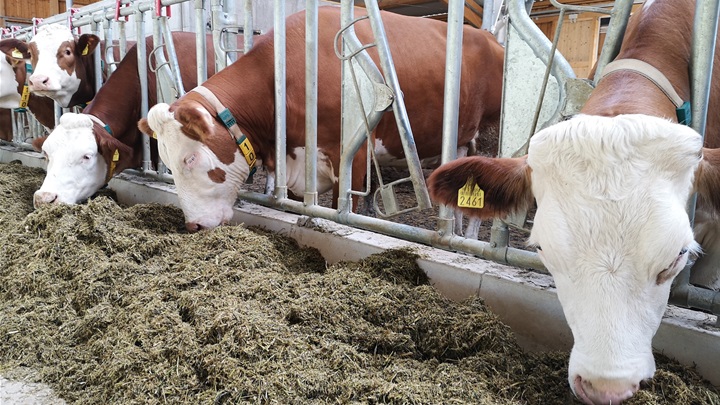 krave poljoprivreda (2).jpg