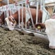 Mljekari: Otkupna cijena mlijeka ne može pokriti troškove proizvodnje, a to proizvodnju mlijeka dovodi u pitanje