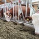 Općina daje novčanu pomoć za osjemenjivanje krava i krmača