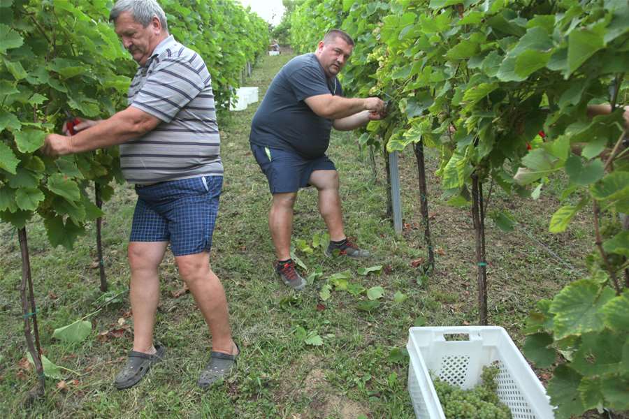 glavna rana berba.JPG