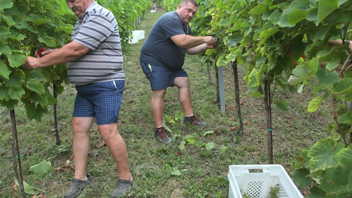 glavna rana berba.JPG