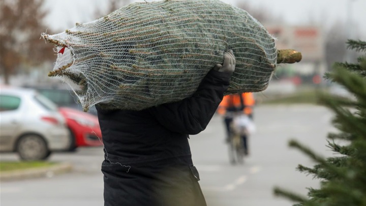 Dubravka Petric/PIXSELL - prodaja borova