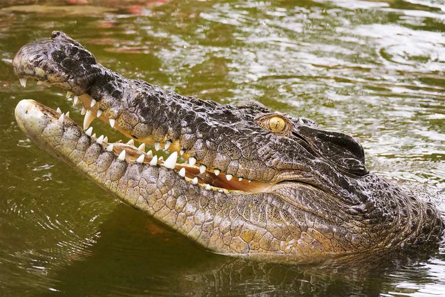 krokodil-