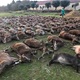 IZAZVALI BIJES Lovci pobili 500 - tinjak jelena i divljih svinja i poredali ih za groznu fotografiju