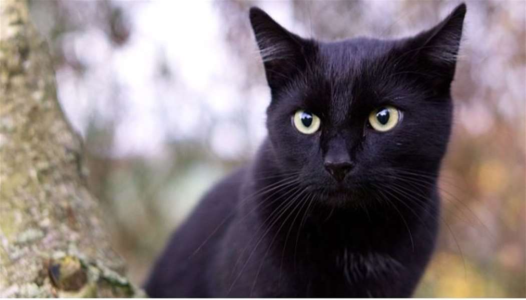 crna mačka.JPG