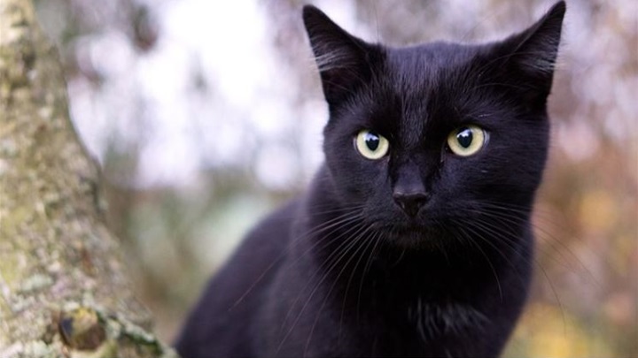 crna mačka.JPG