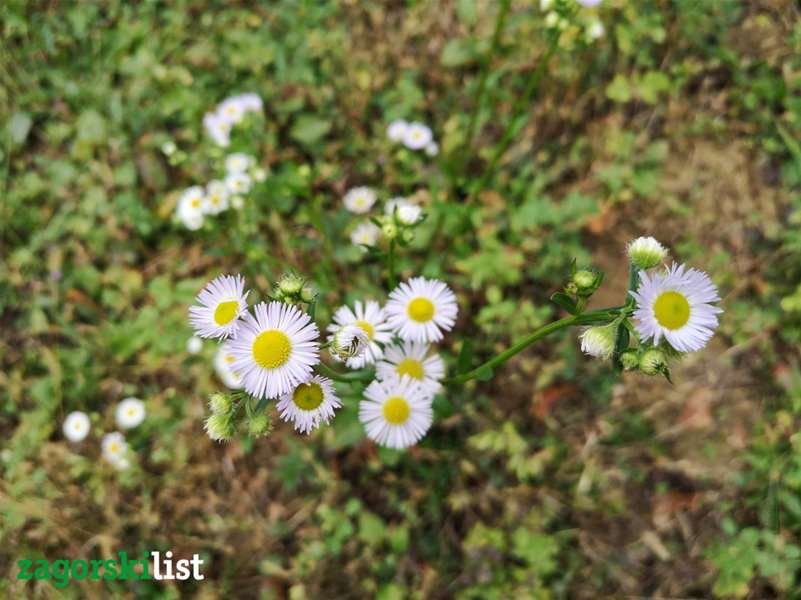 vrijeme jesen (4).jpg