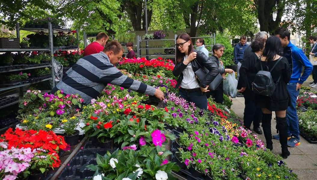 sajam cvijeća donja stubica (1).jpg