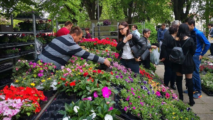 sajam cvijeća donja stubica (1).jpg