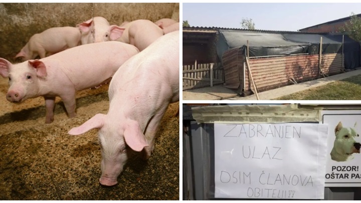 svinje afrička kuga