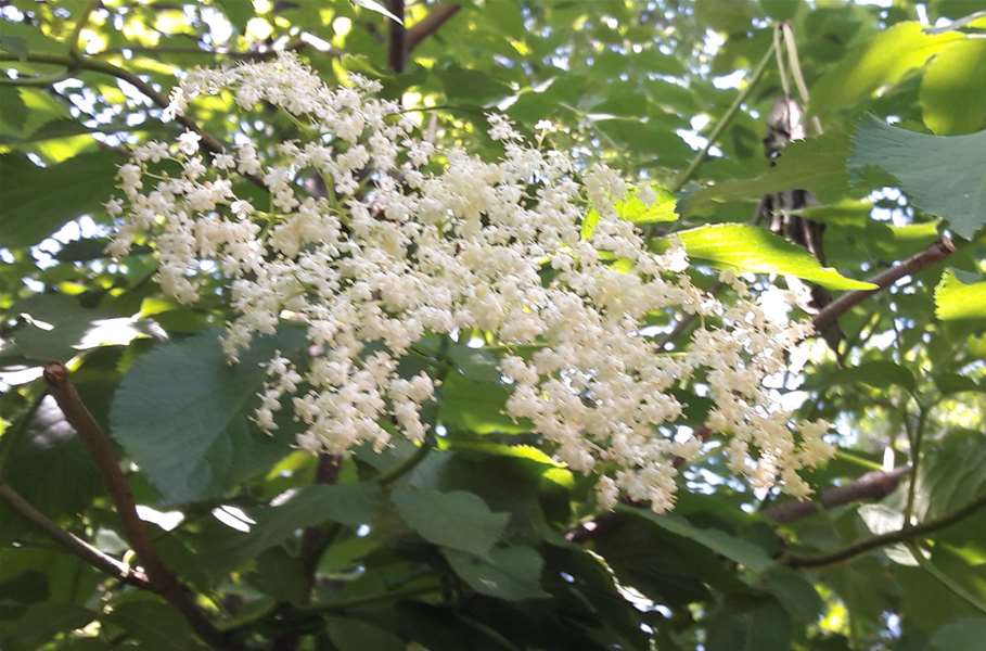 Bazga spada u najljekovitije i najstarije biljke u Europi