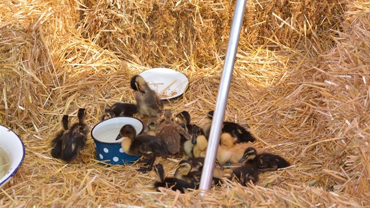 mario krog konkurira 2.jpg