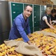 EU daje dobre potpore za proizvođače sjemenskog kukuruza. Evo i koliko