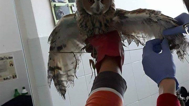 Nakon kratkog liječenja sova je puštena u prirodu