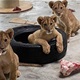 Bebe lavići spašeni od trgovine kućnim ljubimcima u Ukrajini