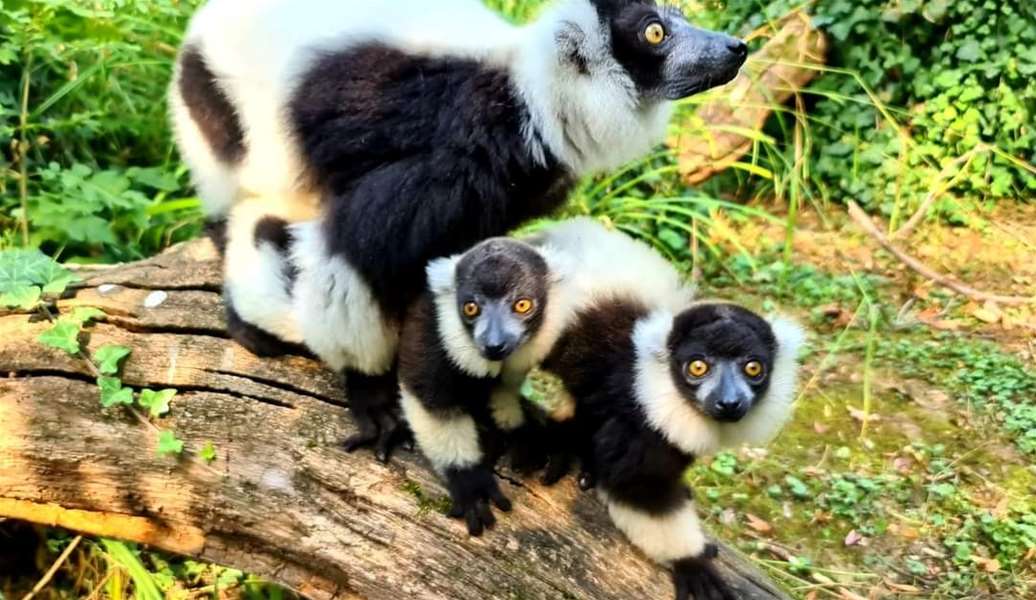 lemuri