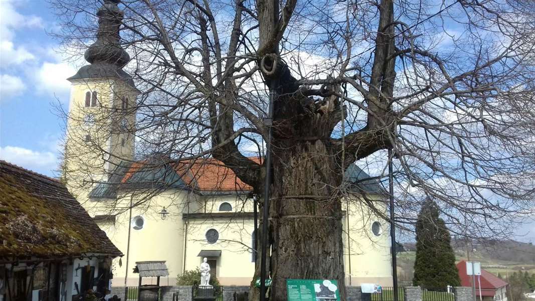 gupčeva lipa glavna.jpg