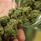 Ovo se ne događa često: Zagorec (39) policiji dragovoljno predao marihuanu