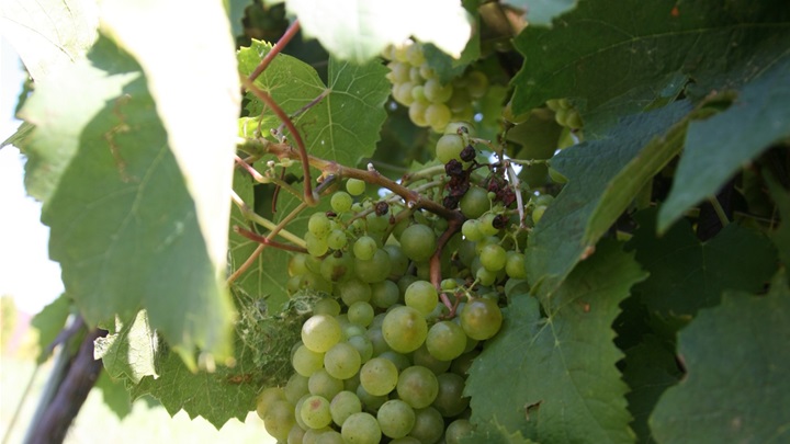 starozagorska belina08.jpg