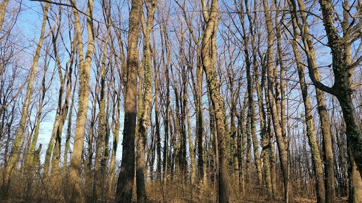 prognoza proljeće.jpg