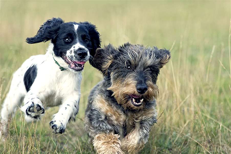 U Stubakima će se održati 2. Izložba pasa mješanaca