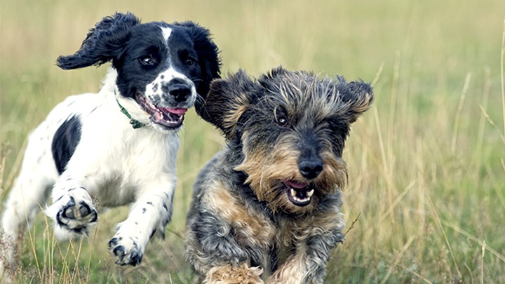 U Stubakima će se održati 2. Izložba pasa mješanaca