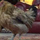 Ovo je trenutno najstarija kokoš na svijetu. Vlasnica kaže: 'Dobrog je zdravlja'
