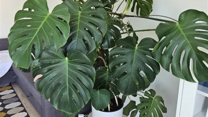 filadendron.jpg