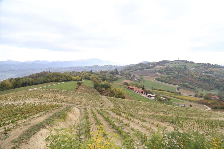 obilazak vinograda 12.JPG