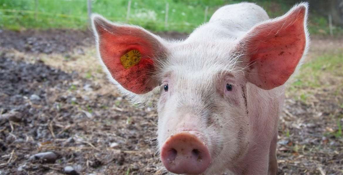 afrička svinjska kuga