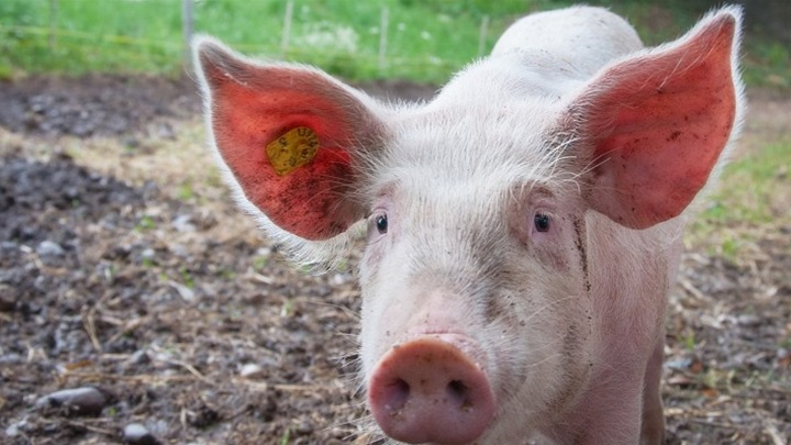 afrička svinjska kuga